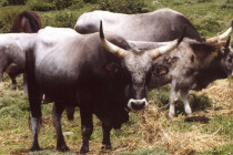 Caratteristiche razza vacca maremmana
