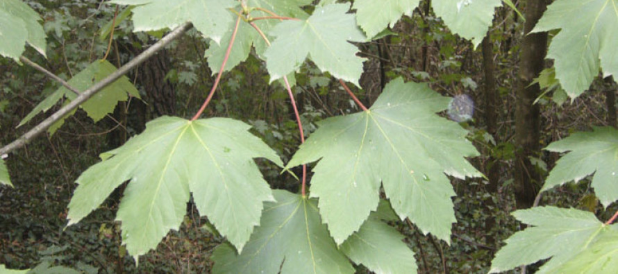 Corsi per bambini: gli alberi e le piante