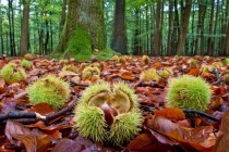 I castanicoltori di Allumiere e Tolfa possono chiedere il risarcimento