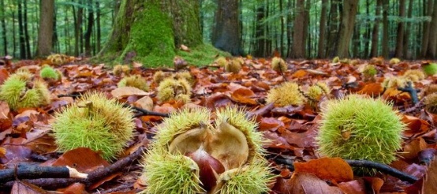 I castanicoltori di Allumiere e Tolfa possono chiedere il risarcimento