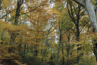 Il bosco e le sue storie