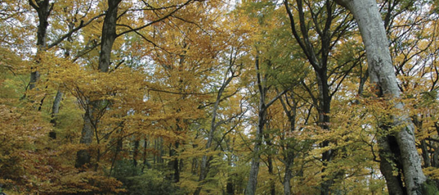 Il bosco e le sue storie