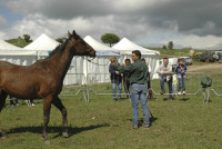 Itinerari a cavallo