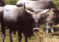 Avviso apertura dei termini per la denuncia del bestiame sui pascoli collettivi dell’Ente