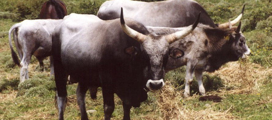 Avviso apertura dei termini per la denuncia del bestiame sui pascoli collettivi dell’Ente